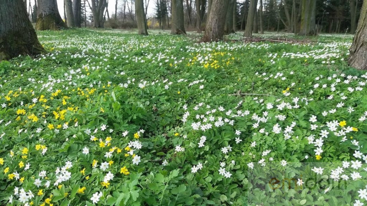 Obiekt Sprzedaż Kolonia Paplin 11