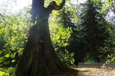 Obiekt Sprzedaż Kolonia Paplin